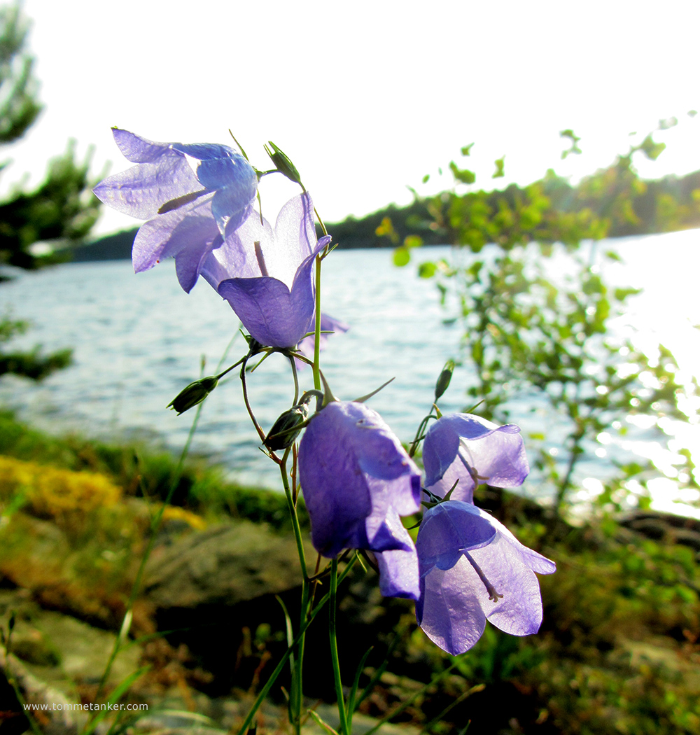 blåklokker_tommetanker