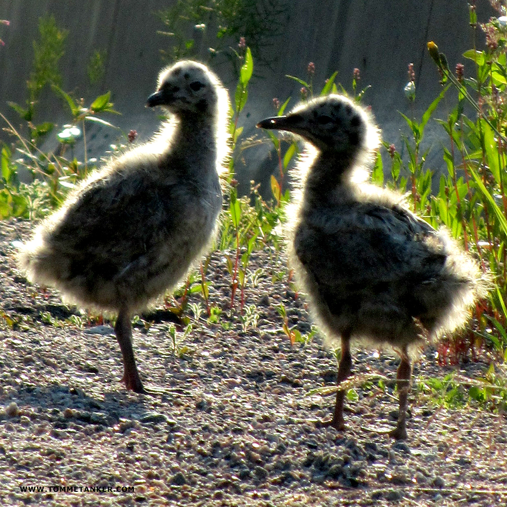 måkunger2_tommetanker