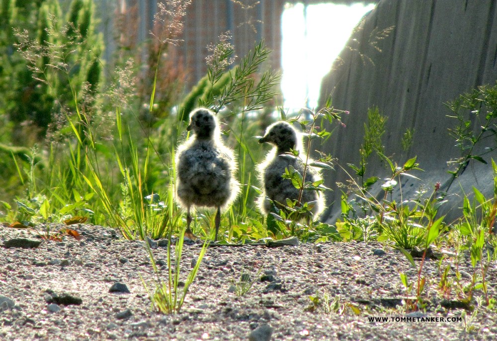 måkunger_tommetanker