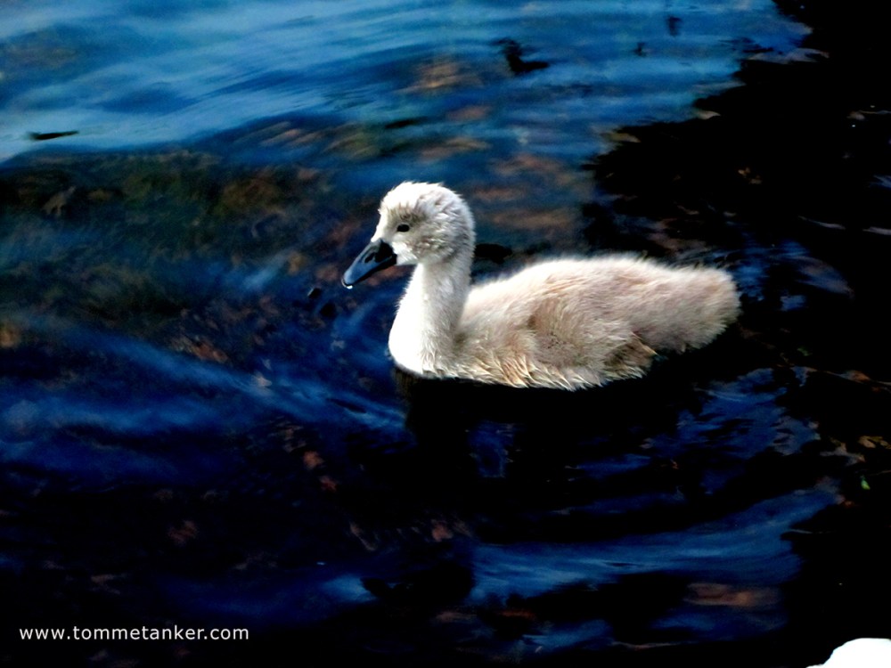 silver_swan_tommetanker