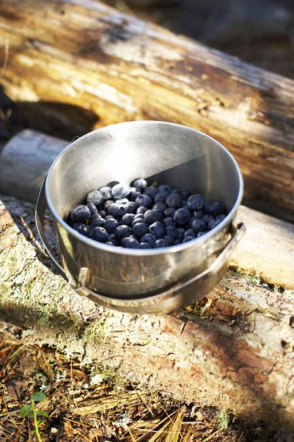 3531blåbær7464[1]