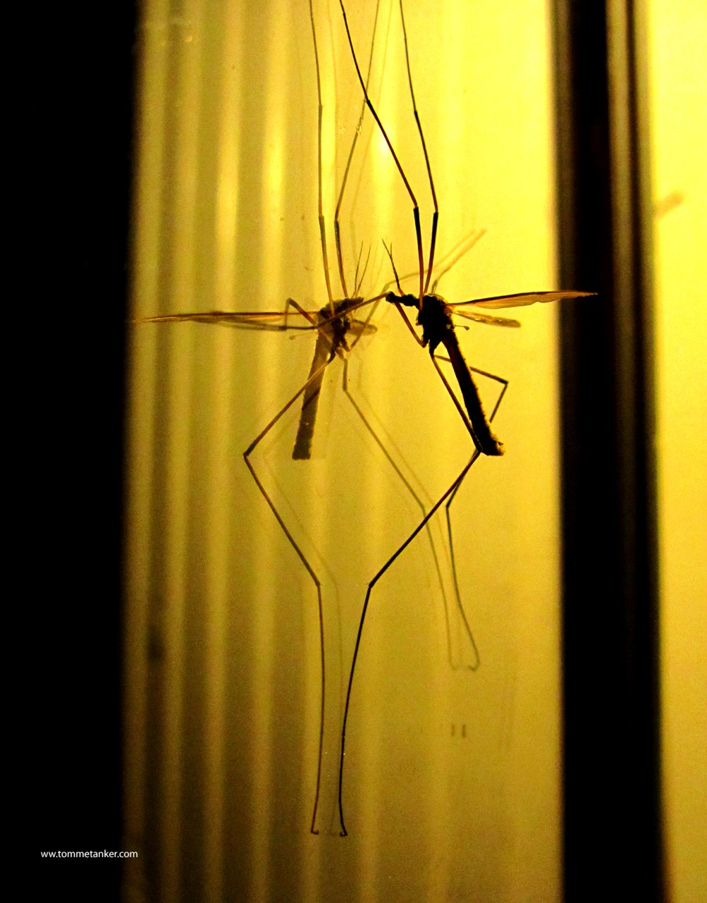 stankelbein2_tommetanker