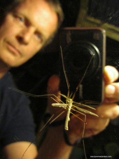 stankelbein_tommetanker