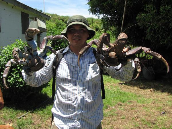 coconutcrab