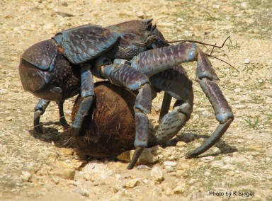coconutcrab_singer