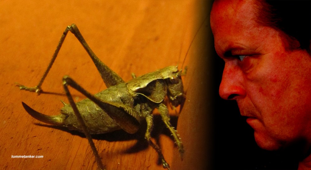 grasshoppertomm_tommetanker