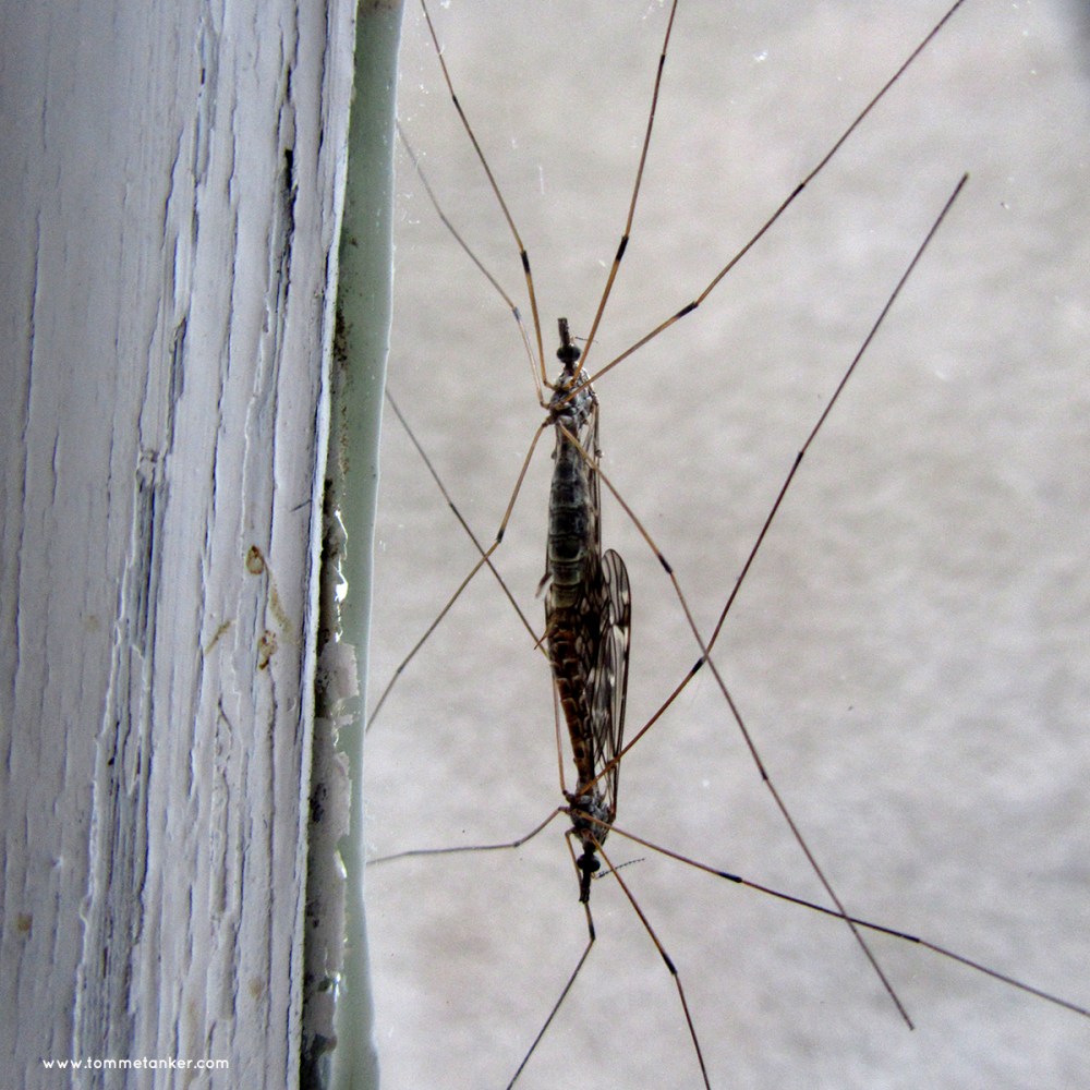 stankelbein_sex_tommetanker