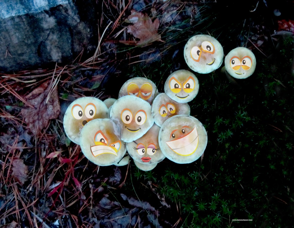 lykkelige_sopper_tommetanker