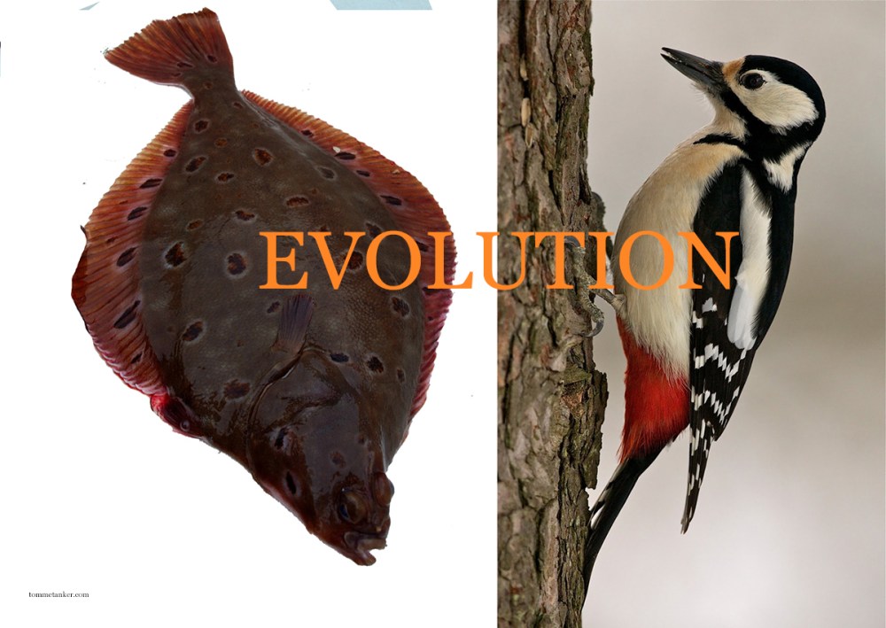 evolution_spetter_tommetanker