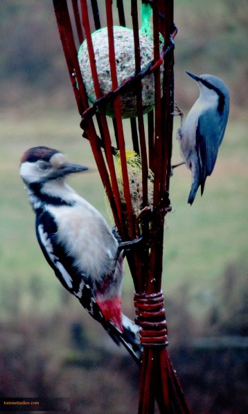 hakkespettmeis1_tommetanker