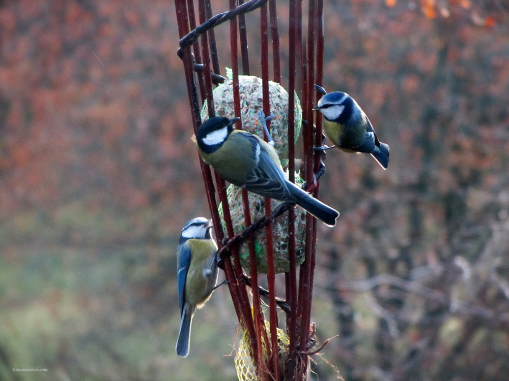 mat_fuglene_i_vinter_tommetanker