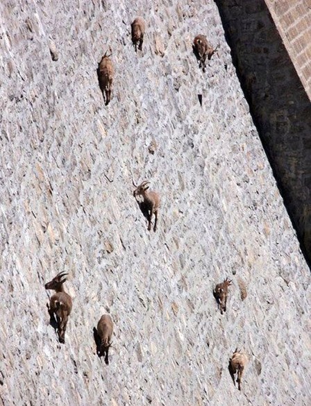 goats_on_dam_03