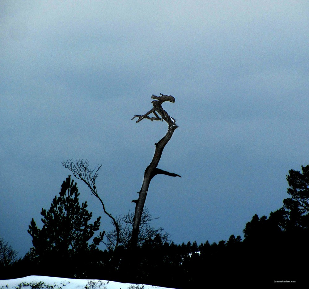 naspeørnen_1_tommetanker