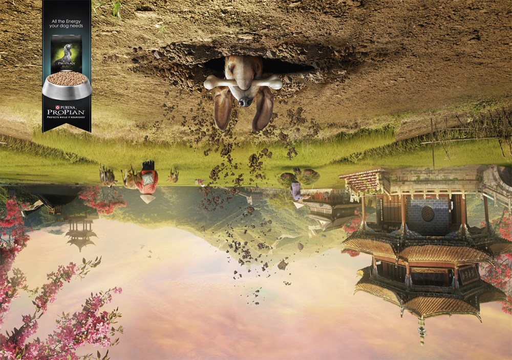 all_the_energy_your_dog_needs