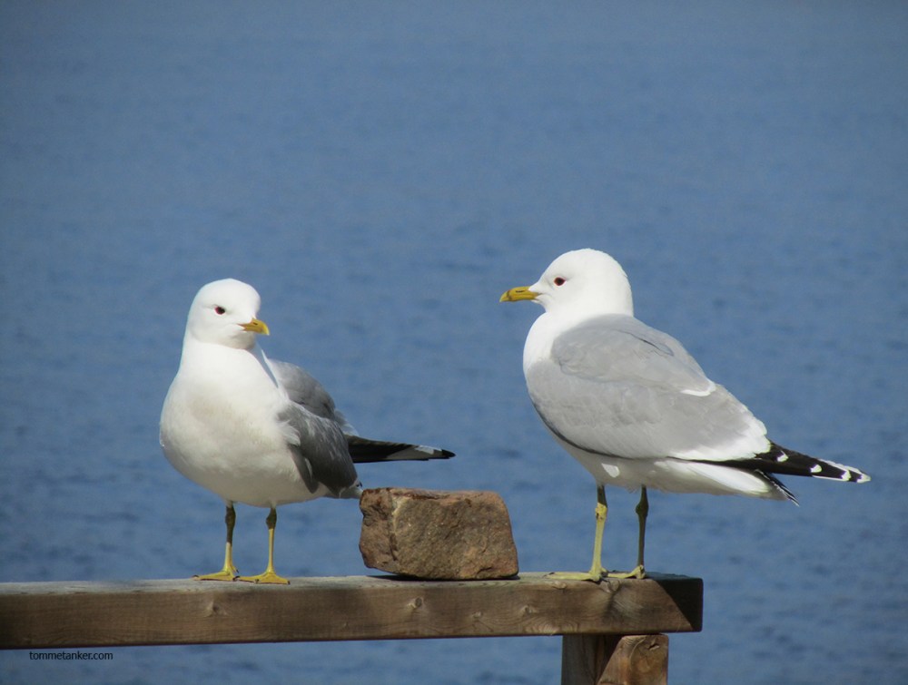 fiskemåkene_hædi_og_bædi_tommetanker