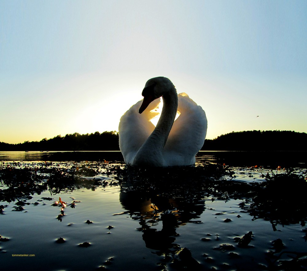 sommerkvelds_svane1_tommetanker