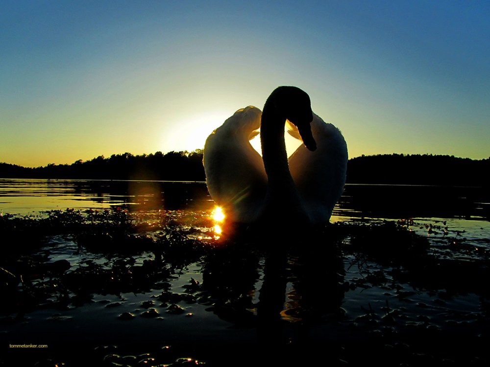 svane20april2014_tommetanker