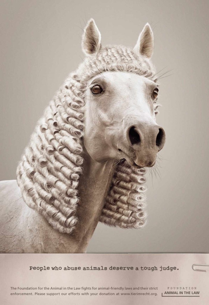animal abuse horse
