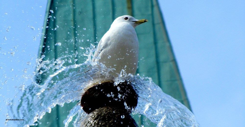 domkirkemåke1_tommetanker