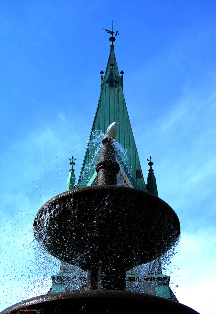 domkirkemåke_tommetanker