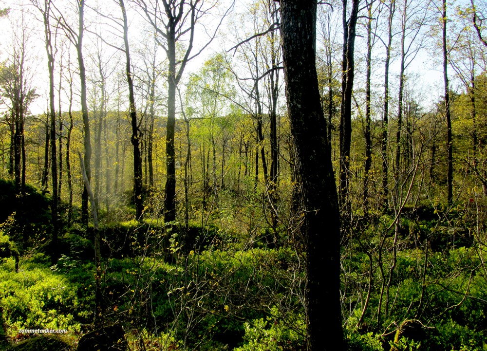 lysegrønt_tommetanker