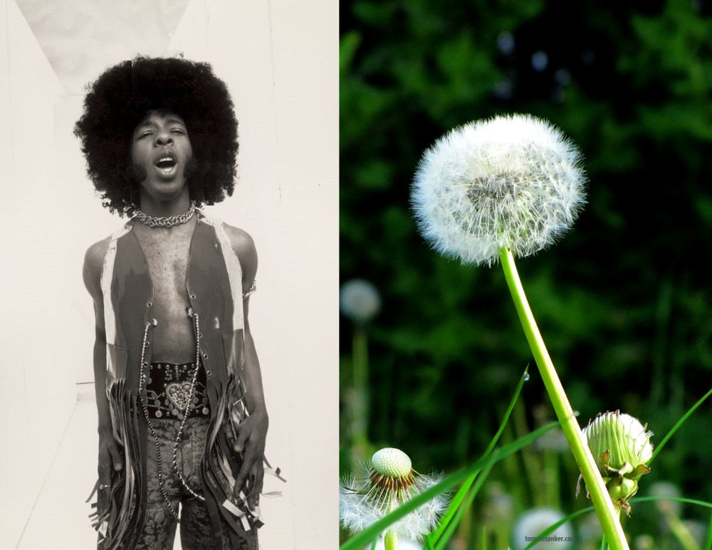 sly_stone_løvetann_tommetanker