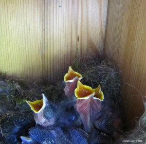 sultne_meiser_tommetanker