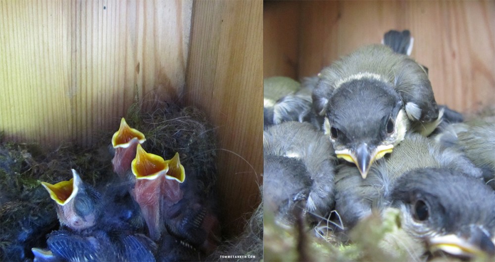 celledeling_meiser_tommetanker