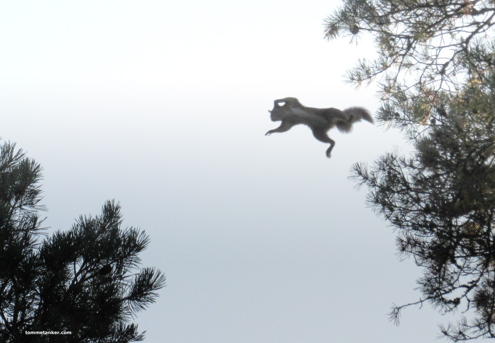 basehopper_ekorn_tommetanker