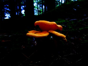 kantarell_tommetanker