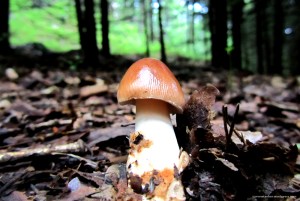 litt_porno_tommetanker