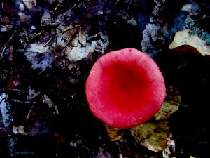 sopp_rød_tommetanker