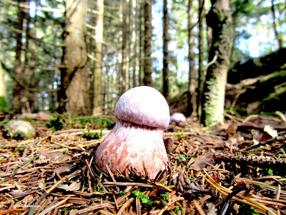 soppkug2_tommetanker