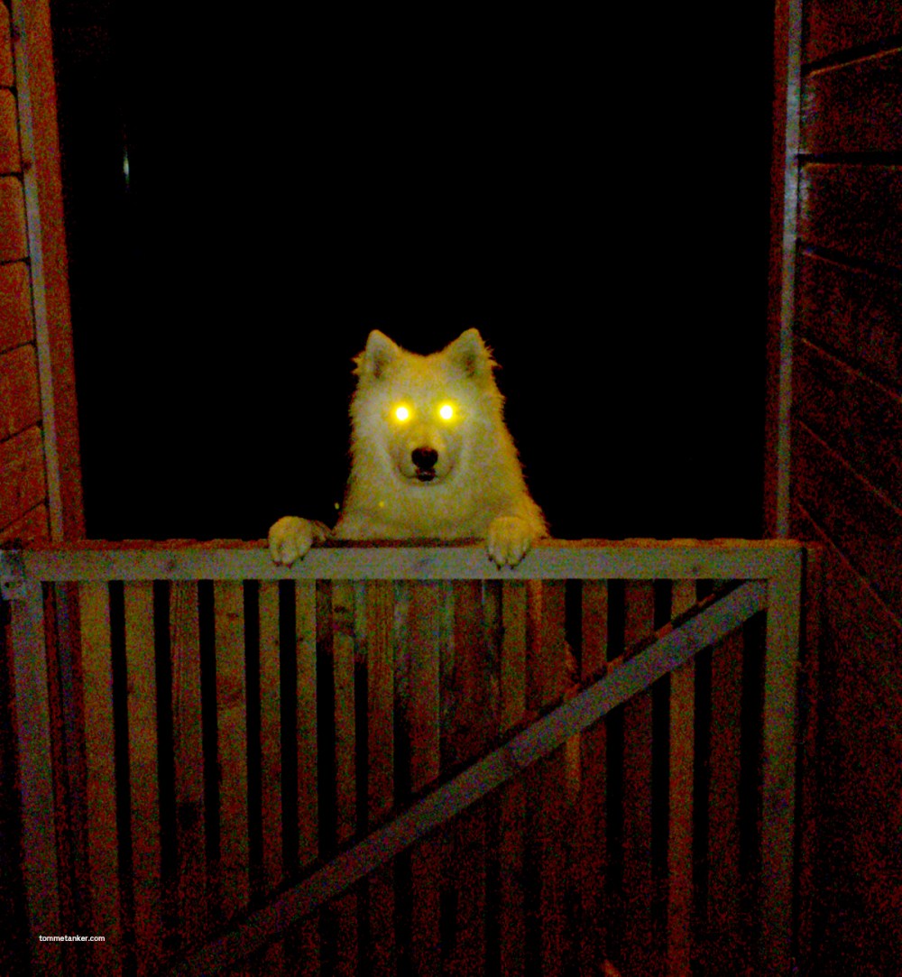 samojed_odin_tommetanker