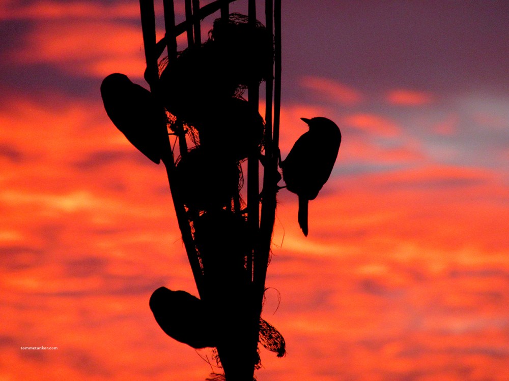 stua_mi_meiser_2_tommetanker