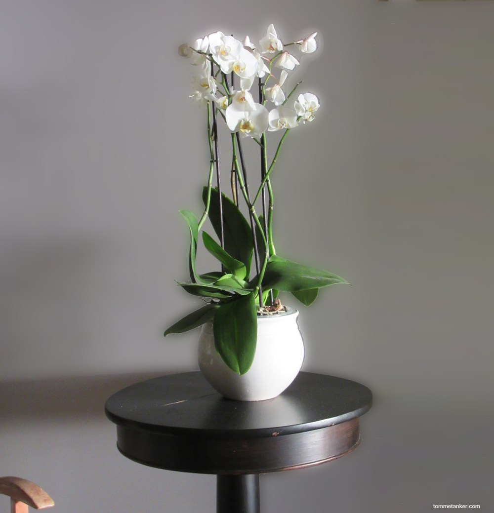 orkide_tommetanker
