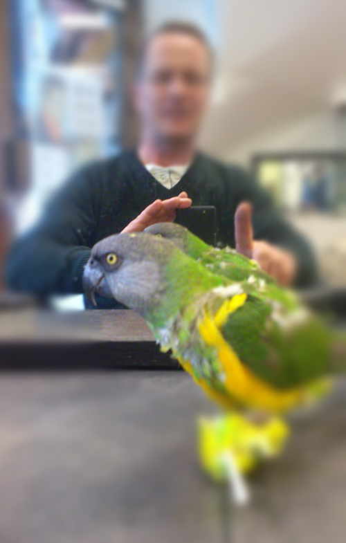 papegøye_frisør_zar_tommetanker