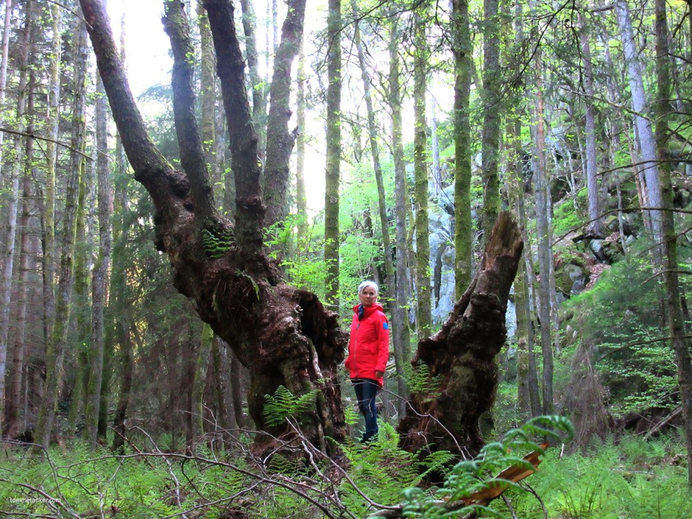 maya_eika_tommetanker