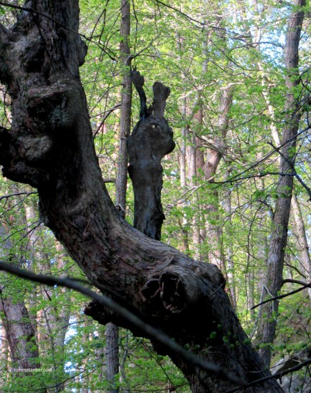 maya_mannen_i_eika_tommetanker