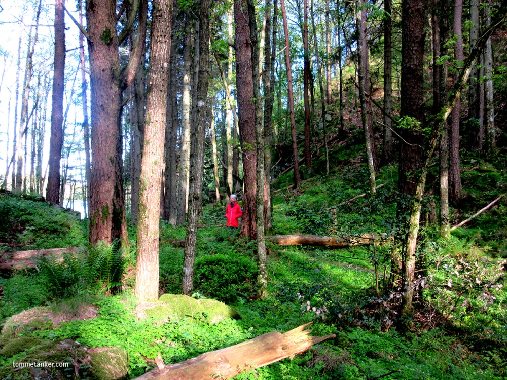 maya_urskog_tommetanker