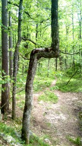 broken_not_tommetanker