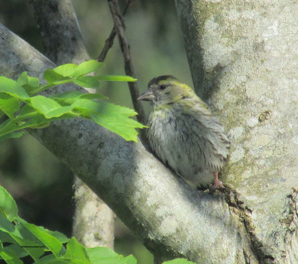 en_fugl_i_vinduet_tommetanker
