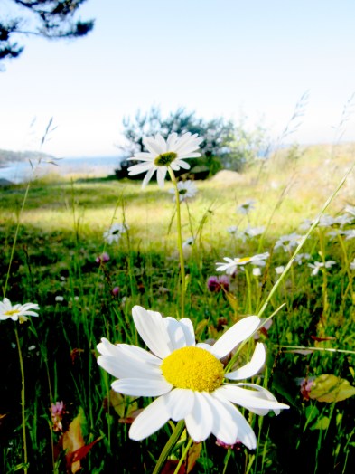 prestekrage_tommetanker