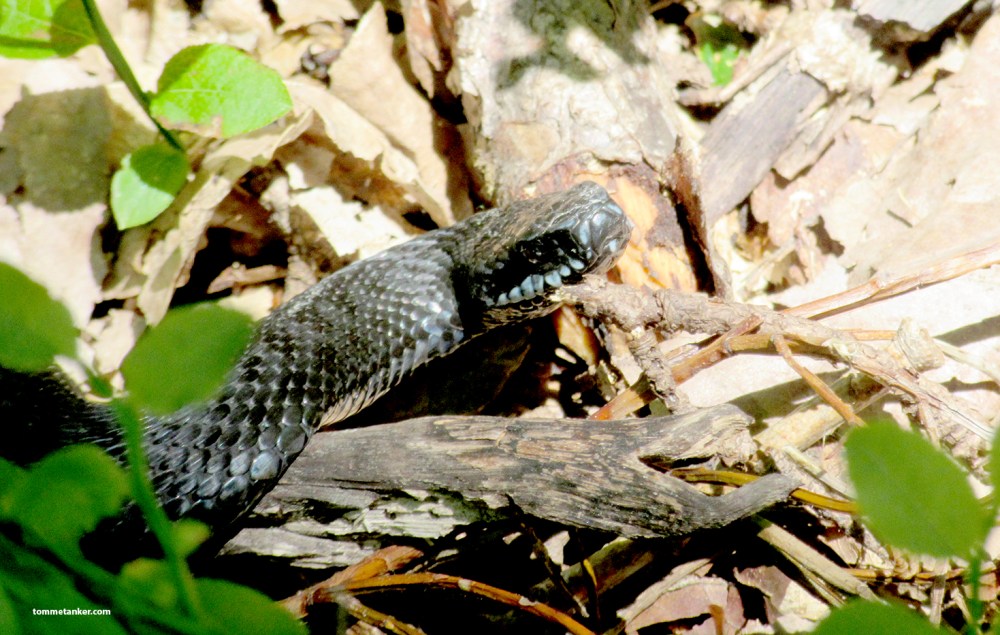 hoggorm_2_tommetanker