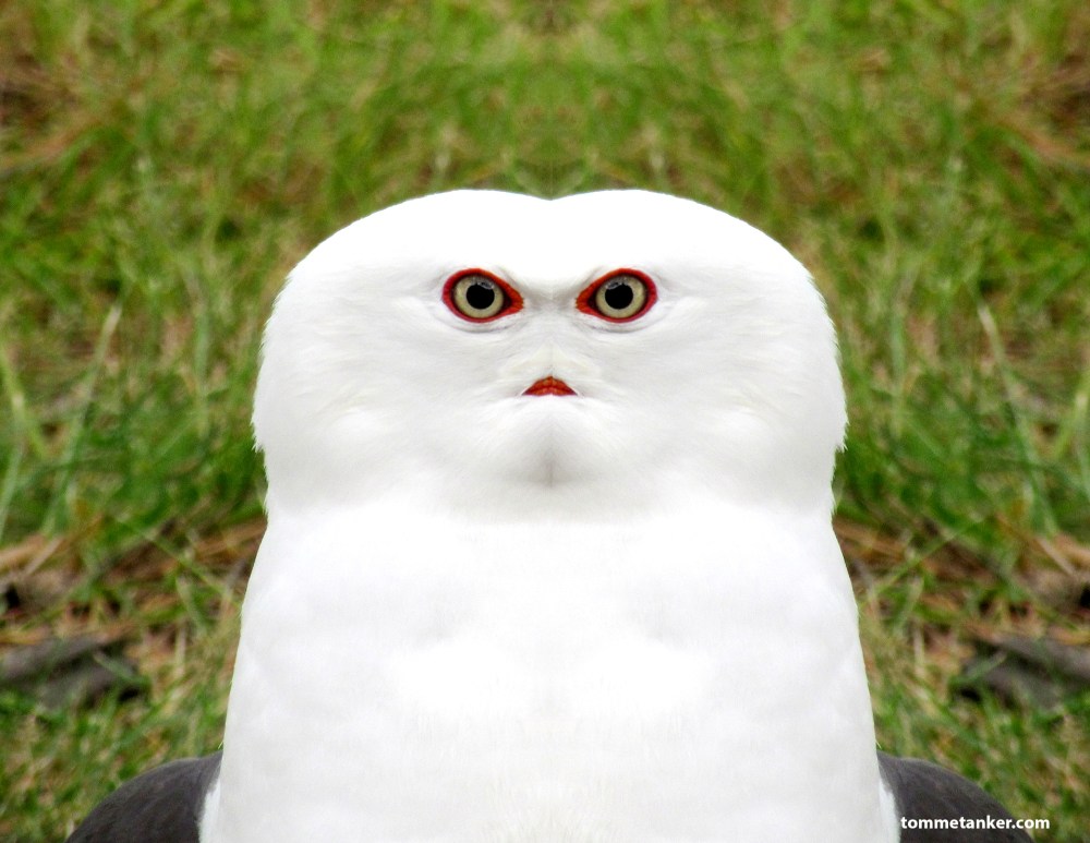 måkugla_tommetanker