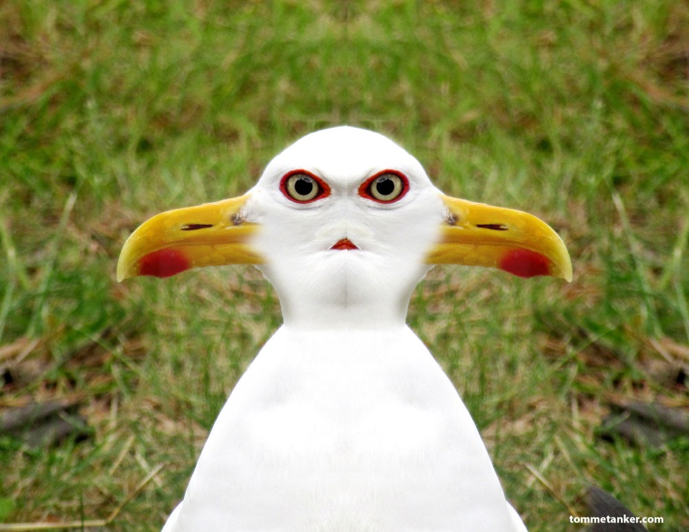 måkugle_2_tommetanker