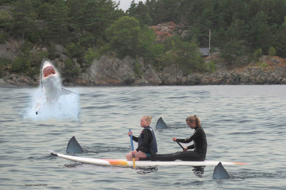 haisommer_i_korsvikfjorden