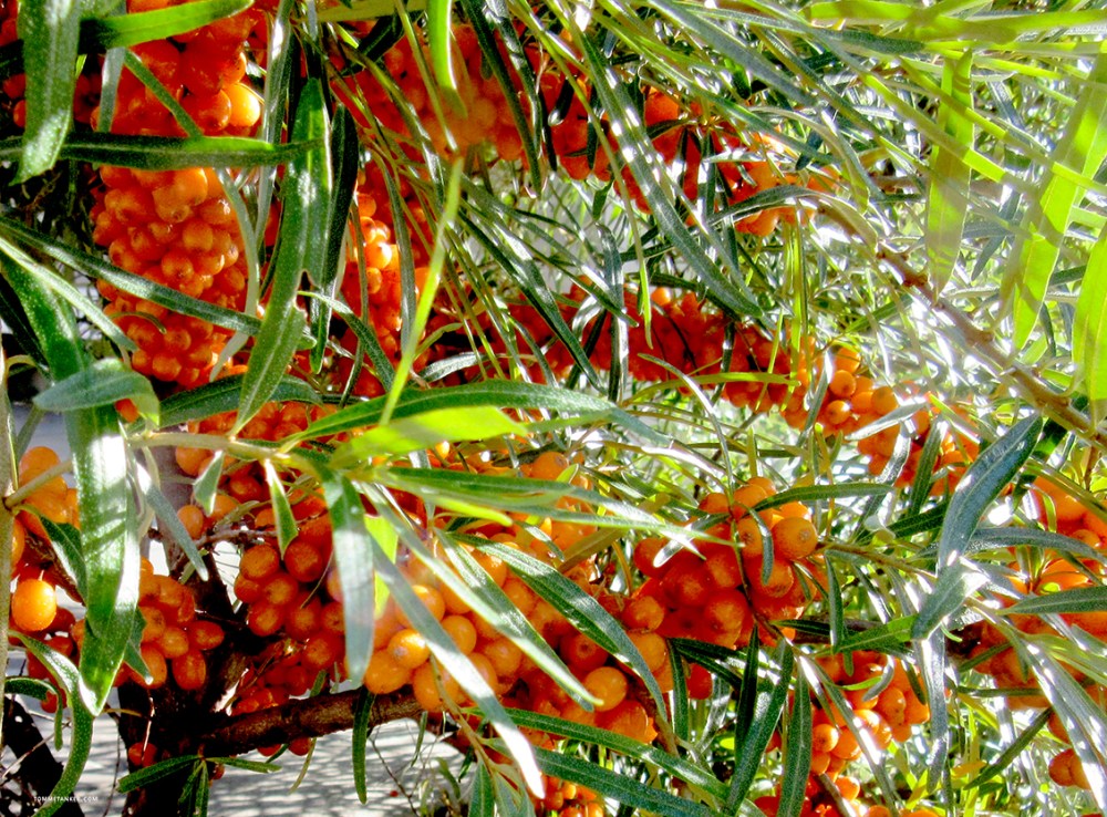 tindved, tinnan_havtorn_tinne_tinnved_busk_tommetanker