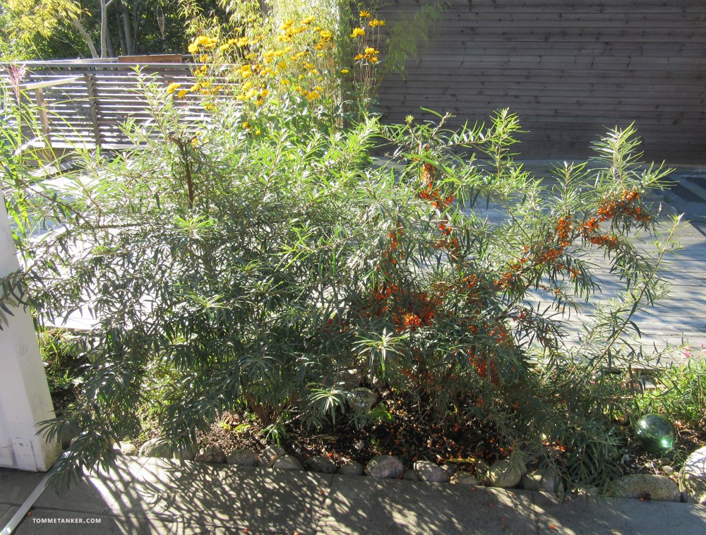 tindved, tinnan_havtorn_tinne_tinnved_busker_tommetanker