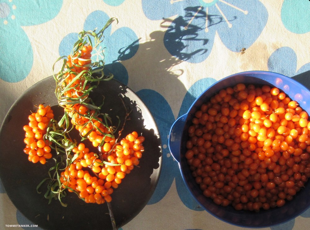 tindved, tinnan_havtorn_tinne_tinnved_tommetanker